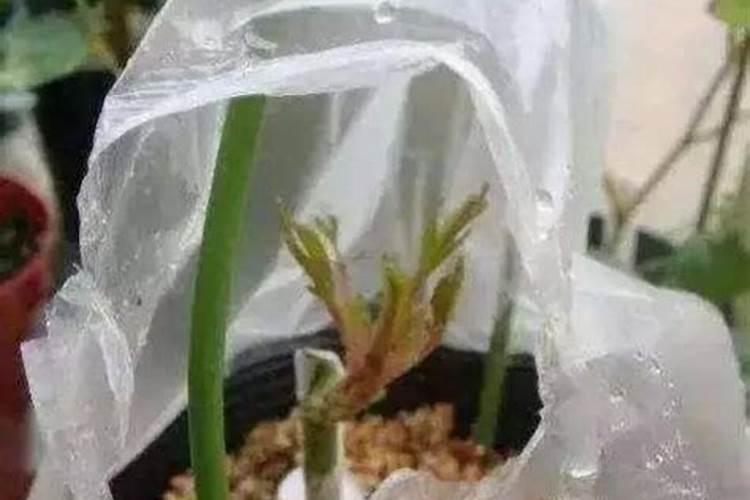 生产A级绿色食品辣椒对施肥有哪些要求？