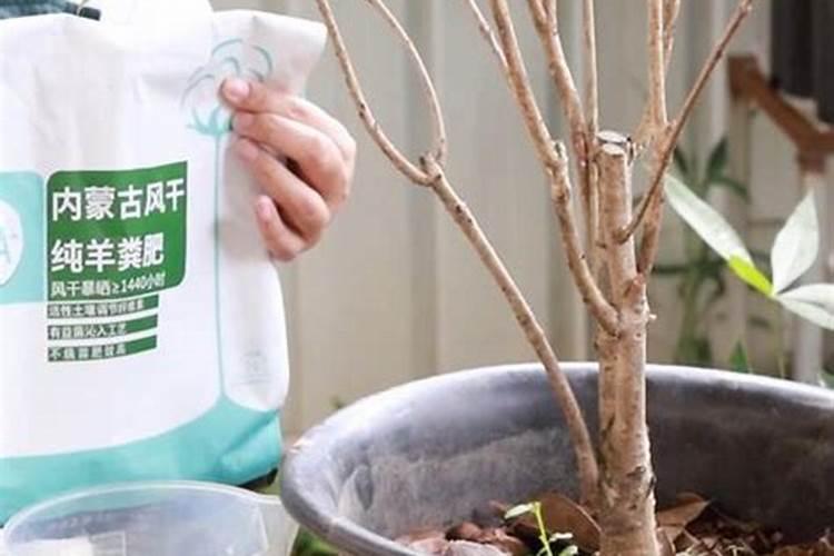 桂花施肥时间 桂花什么时候施肥好