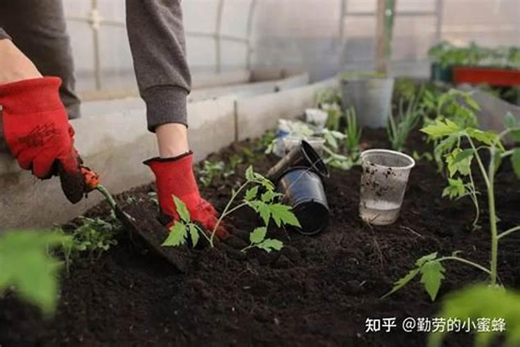 水溶肥与复合肥同时冲施效果怎样