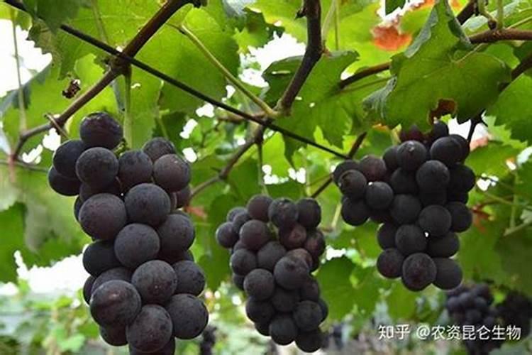 葡萄硼肥什么时候打最好？开花前？还是花期打？