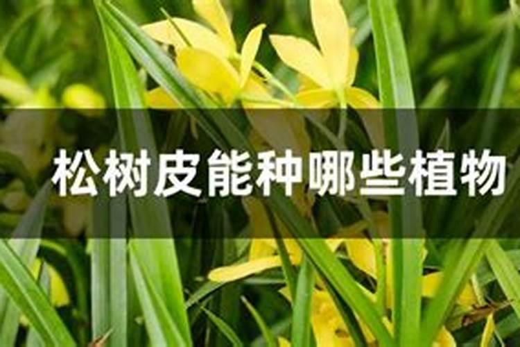 松树皮能放在茶花土壤里吗