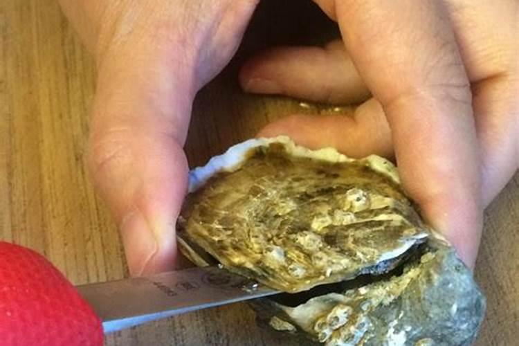 秋季已现花苞的茶花如何施肥和促花 要注意几件事