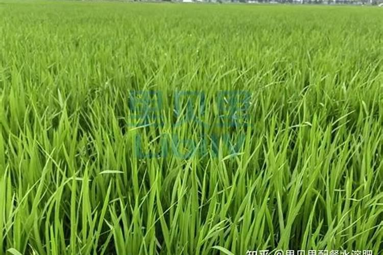 水稻什么时候撒锌肥