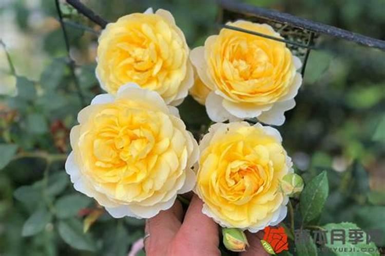 月季花花瓣掉是怎么回事？