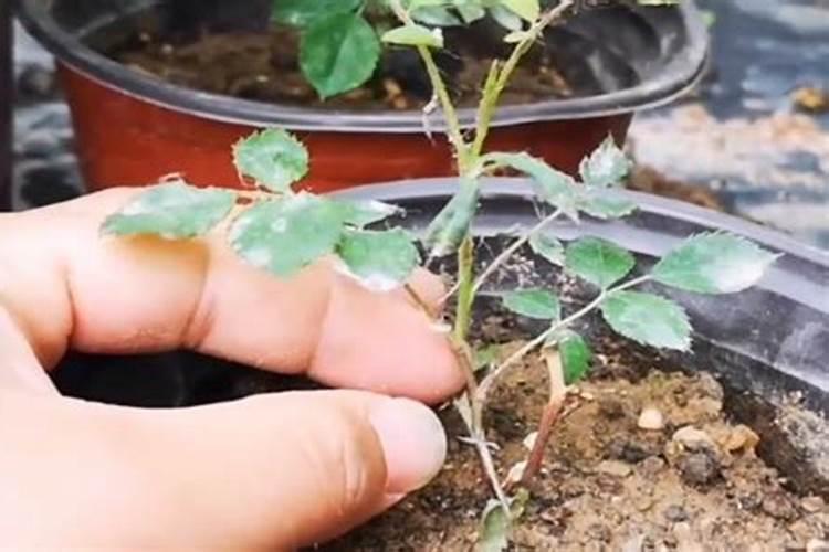 收到的月季苗带着黑斑怎么处理的？