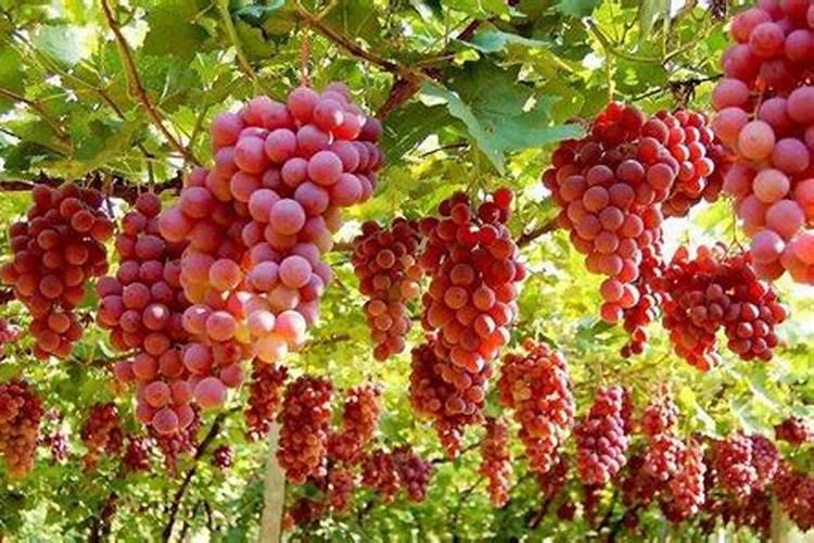 葡萄膨果期用什么肥料 如何施肥产量高