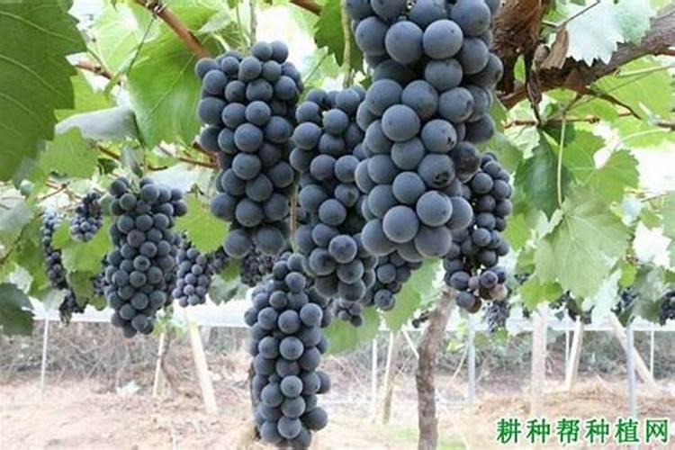 葡萄采收完以后浇水追施什么肥料？