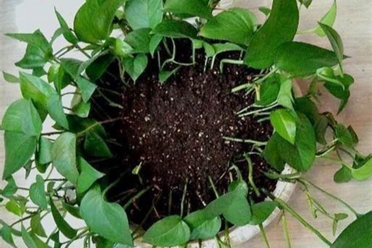 鱼蛋白简介