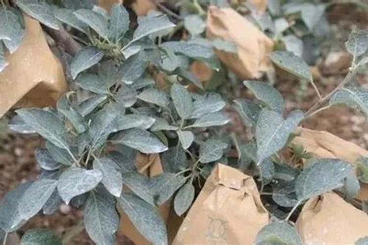 三月苹果追什么肥料好