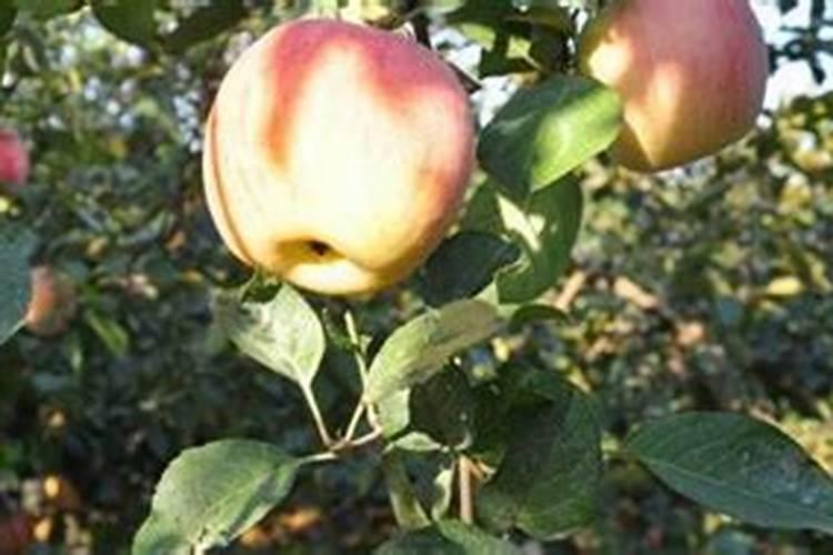 苹果树三月份施什么肥