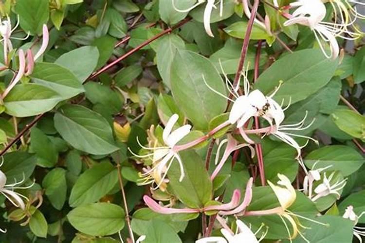 金银花浇什么肥料合适