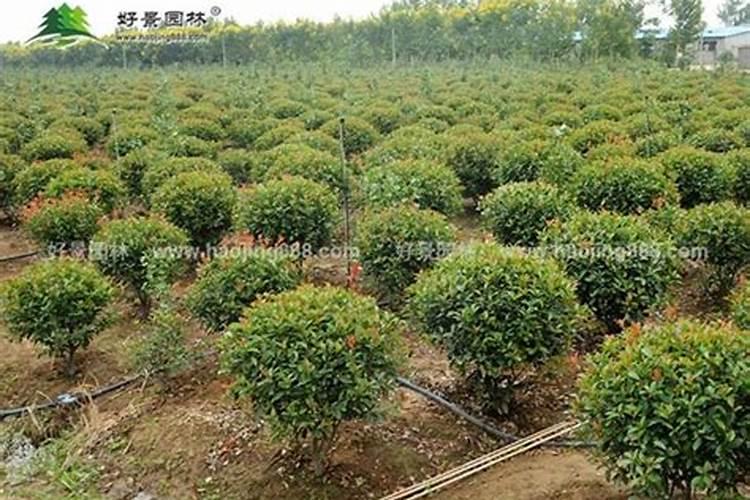 红叶石楠叶面能施磷酸二氢钾吗？