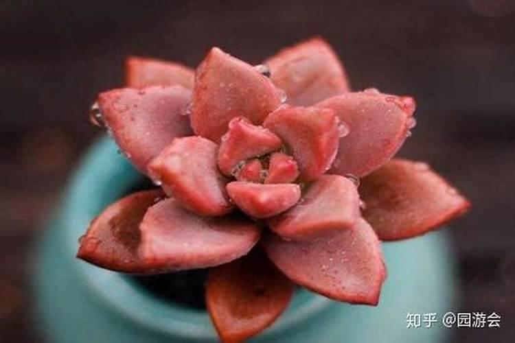 温室大棚豆角栽培,如何管理才能获得较高产量？
