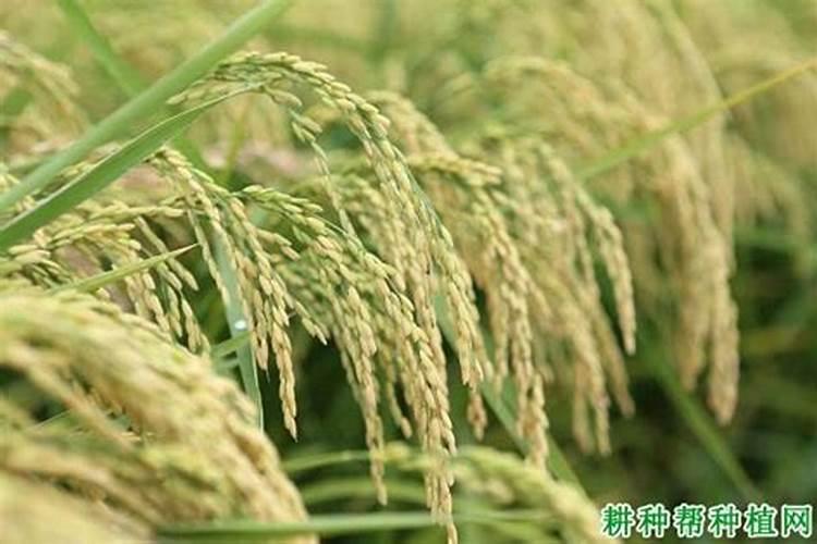 在草莓育苗关键期,应该怎么做为后期高产、优质打好基础？