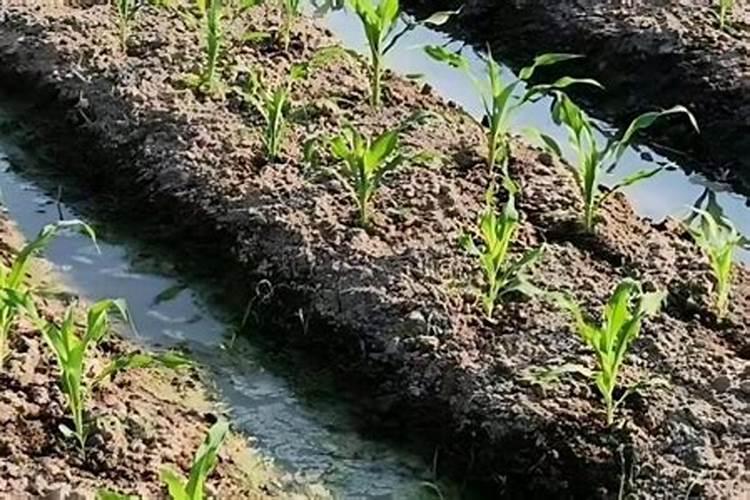 种豆子多久浇一次水