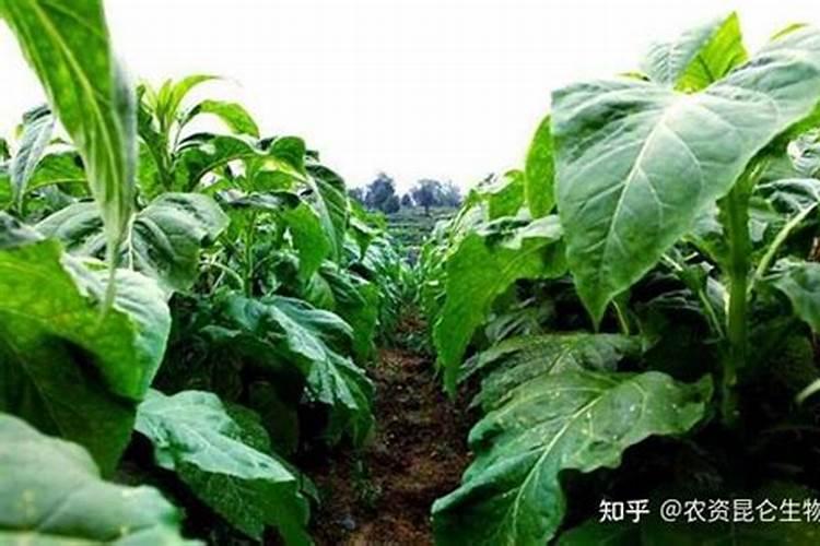 烟草施硫酸钾最佳时间 使用方法有哪些