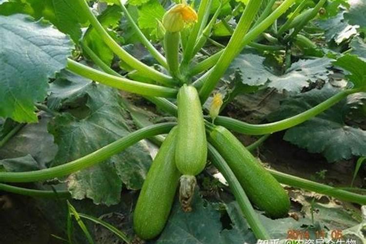 沃柑花期如何施肥保花保果