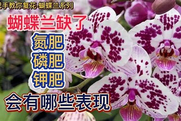 蝴蝶兰平时养护如何施肥