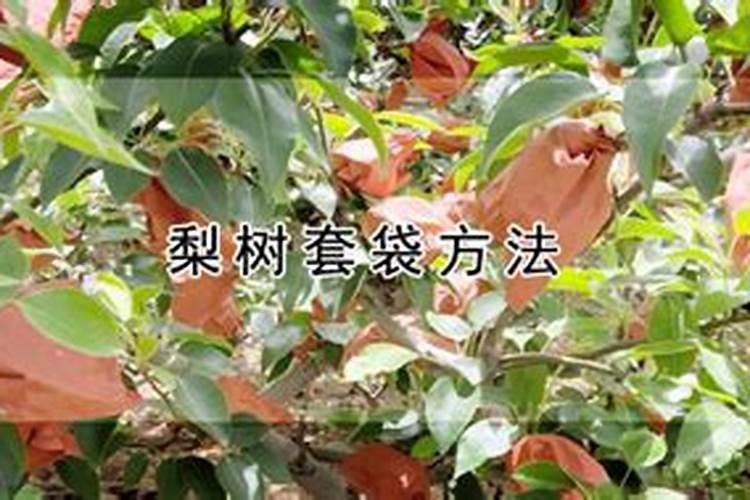 梨树第一遍药怎么配