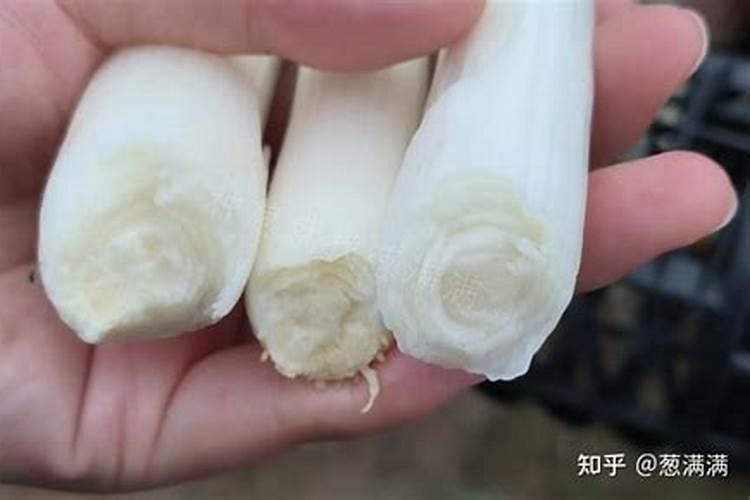有机磷农药不能充当叶面肥使用,这是为什么？