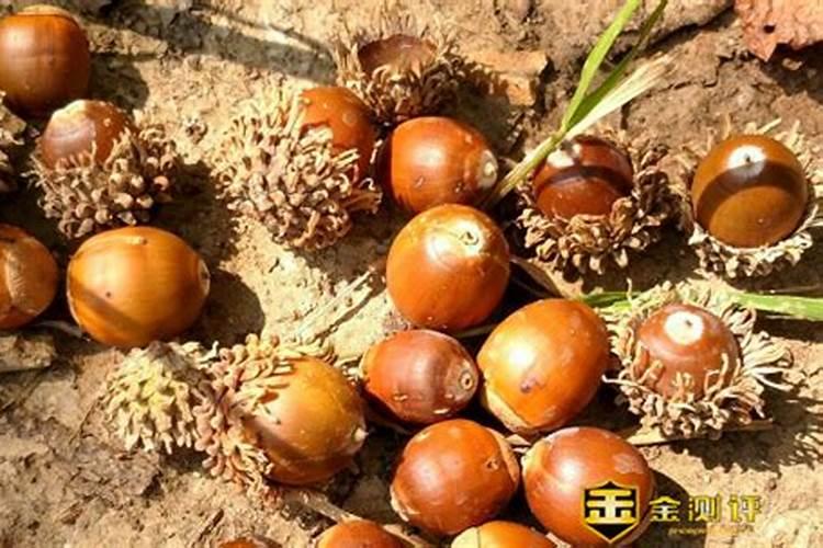酸性土壤适合种什么果树