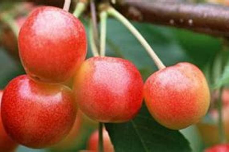 南方樱桃花期能不能喷磷酸二氢钾、糖醇钙和流体硼？