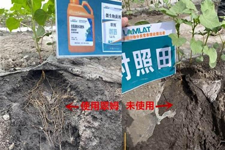 棉花打缩节胺几天见效,上午打还是下午打好,打多了用什么方法补救