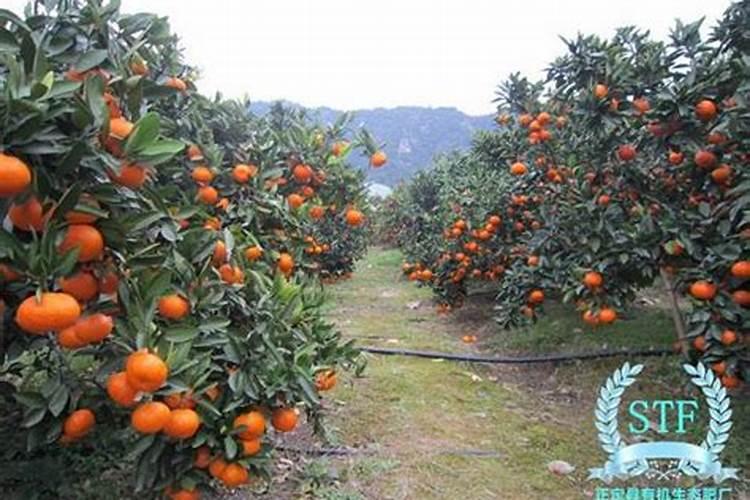 沃柑控梢用钾肥过多有什么后果？
