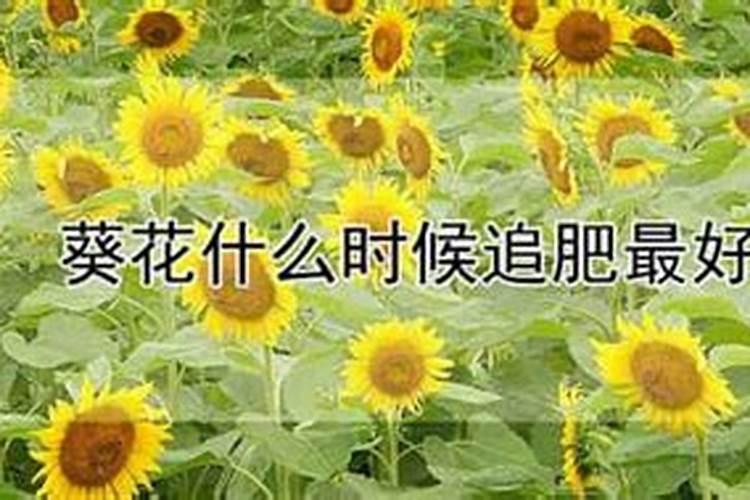 橘子皮泡了一年可以浇花吗