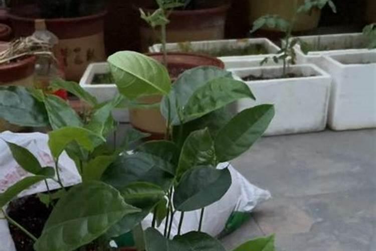 种植波萝蜜时怎样能防止爆裂？