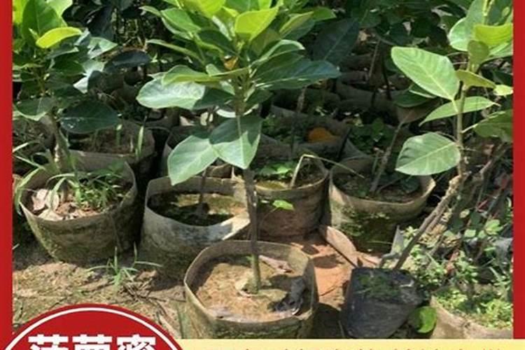 波萝是如何种植的