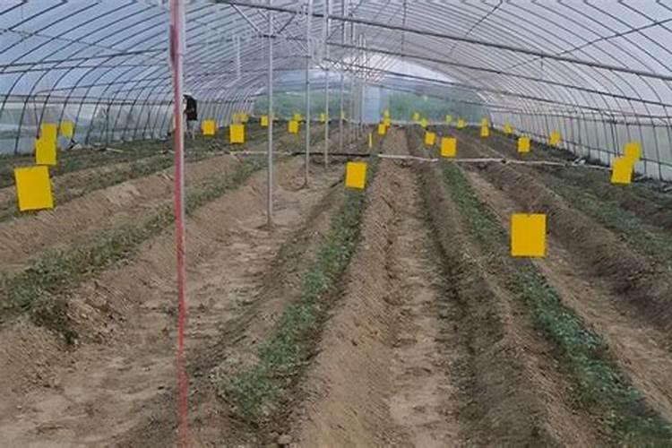 生菜最怕什么肥料