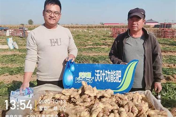 生姜施什么肥最高产,附种植方法和时间