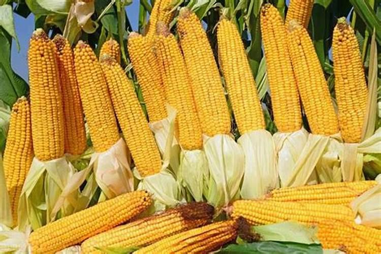 玉米打什么叶面肥最好