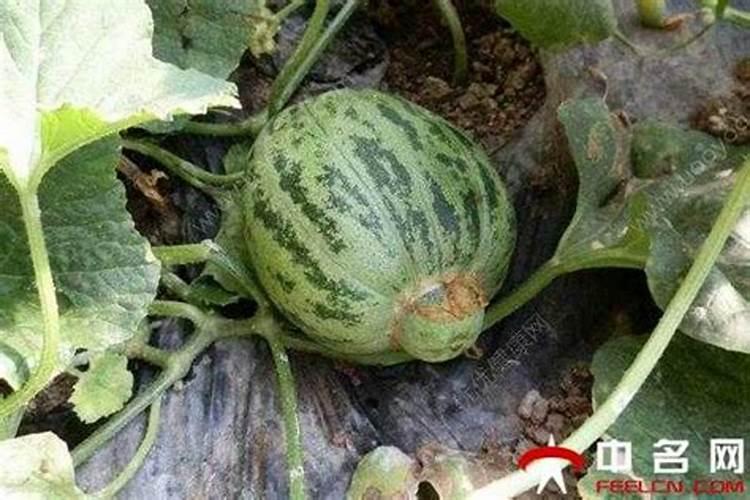 香瓜最佳种植方法