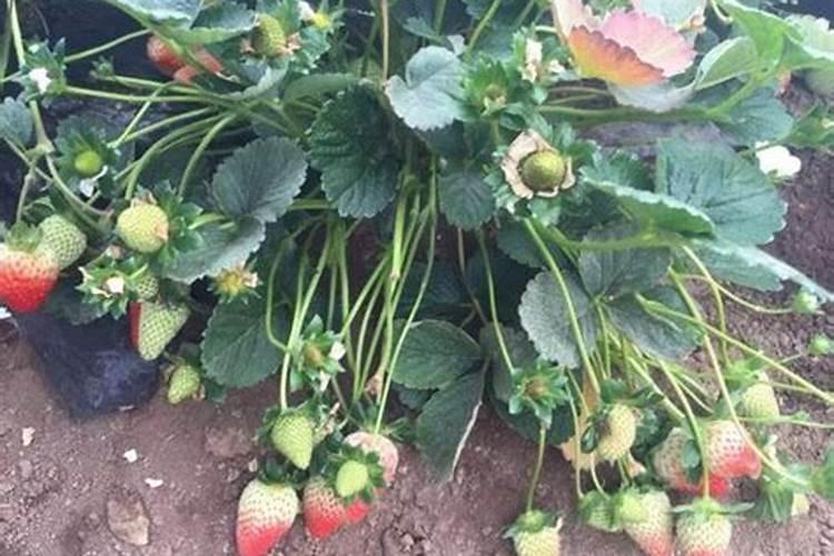 草莓苗种植多久能施肥草莓苗什么时候施肥