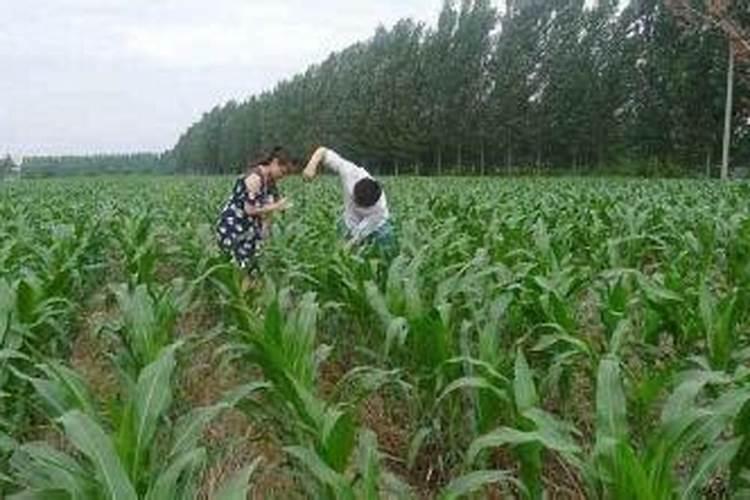 打韭菜叶面肥40斤水放多少,白醋