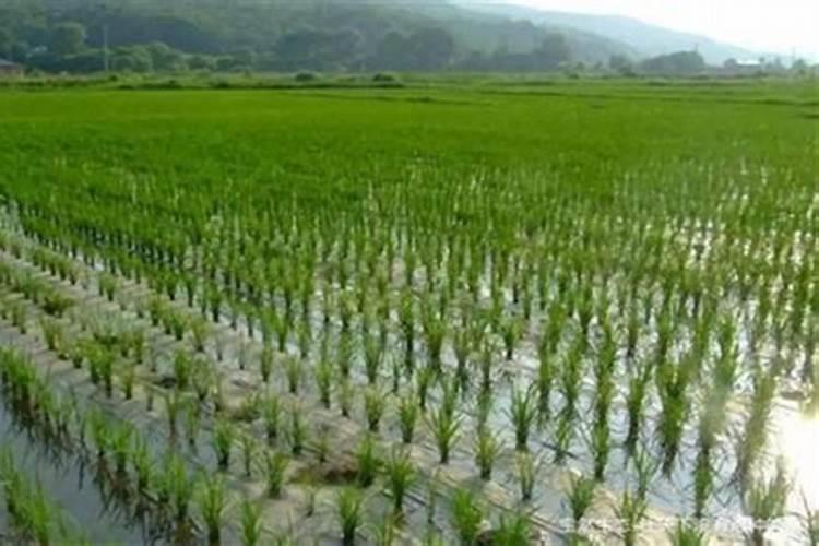 水稻种植钾肥的施用方法是什么？