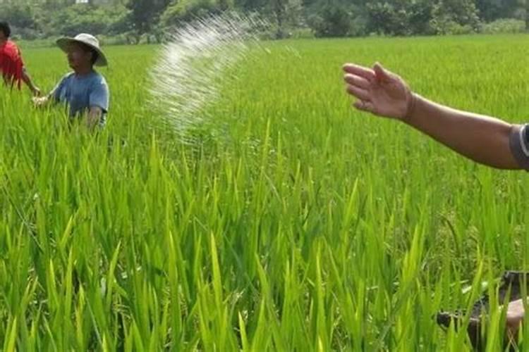 直播水稻什么时间施钾肥二次除草什么时候最好怎么管理？