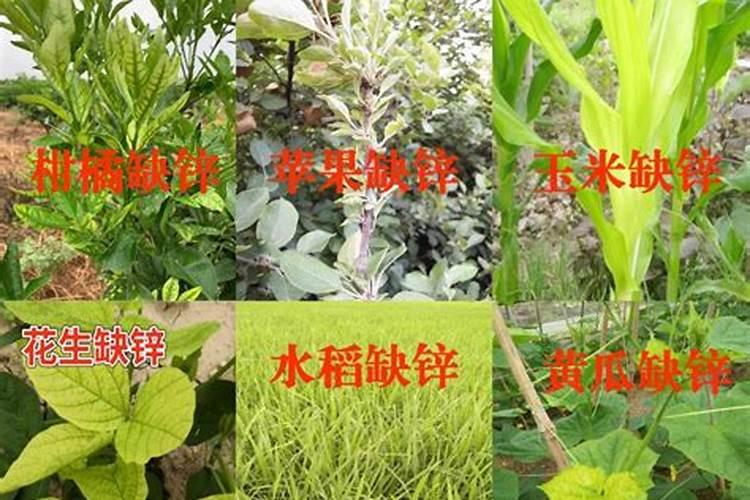 玉米缺肥的症状及原因是啥？