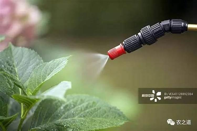 玉米在哪个生长周期要用叶面肥,该如何喷施？