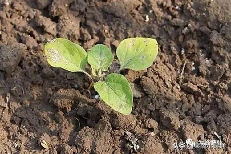 茄子需要什么肥料,茄子怎么施肥好？