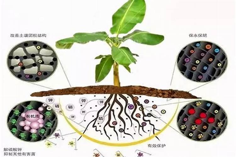 红掌浇什么肥料合适