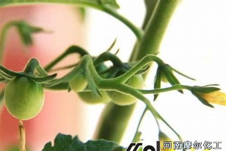 氮磷钾肥有哪些