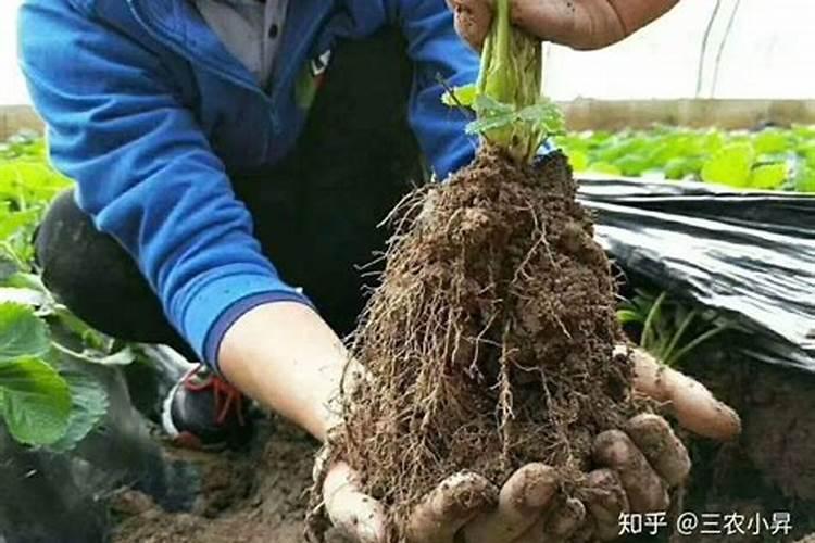 玉米底肥的正确使用方法