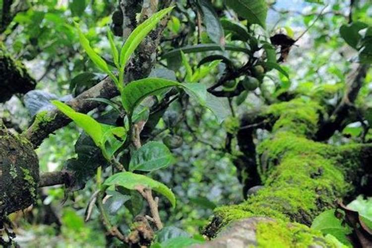 无花果用什么肥料 该如何管理