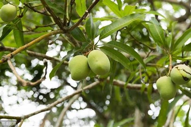 芒果要到成熟期了放氮肥它会催熟吗？