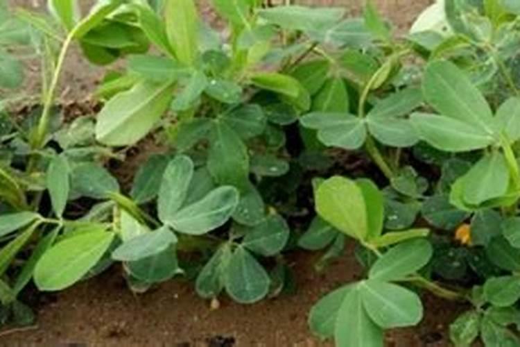 花生高产用哪种叶面肥比较好？应该如何施肥？