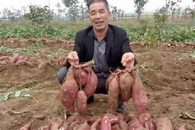 红薯钾肥使用技巧