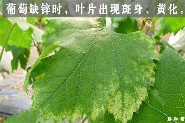 桃树春季花期怎样管理？如何施肥？怎样预防病虫害？